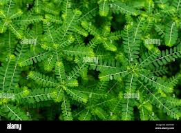 Image result for Phyllanthus amarus