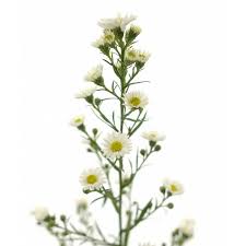 Image result for Asterochaete