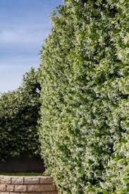 Maybe you would like to learn more about one of these? Growing Star Jasmine Lovetoknow