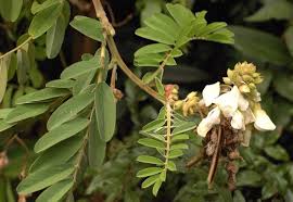 Image result for Tephrosia vogelii