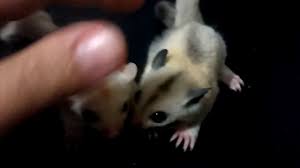 Hoobly classifieds for pet adoption is an extremely easy to use app that allows users to search from millions of classifieds ads posted every day. Sugar Gliders In Miami
