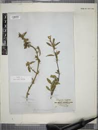 Image result for Barleria oxyphylla