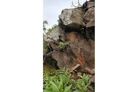 Image result for Elaphoglossum macropodium