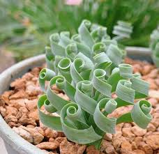 Image result for Albuca nigritana