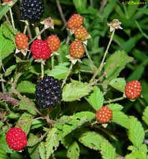 Remove jars using jar lifter and set on a board or towel to cool. Rubus Pensilvanicus Blackberry Dewberry Pennsylvania Blackberry North Carolina Extension Gardener Plant Toolbox