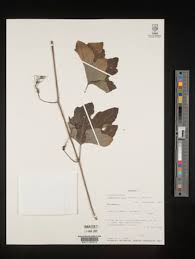 Image result for Lagenaria rufa