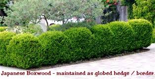 How large do boxwood shrubs get? Japanese Boxwood Buxus