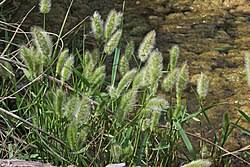 Image result for Polypogon