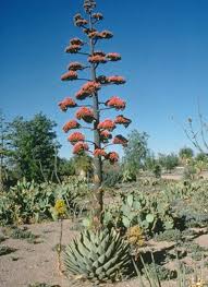 Pancho Villa Is Located In The Chihuahuan Desert With Vegetation Such As The Century Plant Visible Throughout The Park Agave Plant Plants Backyard Plants