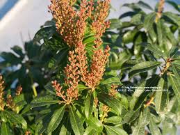 Image result for Pieris japonský bonfire obrázek