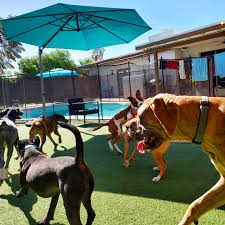 Puppy training in phoenix az supervised socialization, conditioning exercises, and drive/instinct building are essential to raising a highly social, well puppy training in phoenix, arizona. Shangri La Dog Training Facebook