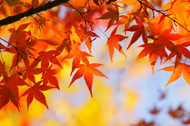 紅葉狩りを英語で説明する超カンタンな方法を大公開 ニッポン百識