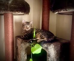 Pet adoptions are $30 on. Unleashed Pet Rescue 19 Photos 73 Reviews Animal Shelters 5918 Broadmoor Mission Ks Phone Number Yelp