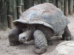 Tortoise Wikipedia