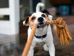 Probiert etwas neues aus und überrascht euren hund mit einem innovativen spiel. Hundespielzeug Selber Machen Die 4 Besten Diy Spielzeuge Fur Hunde