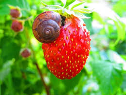 Untersuchungen haben außerdem gezeigt, dass nur wenige schnecken hineinfallen und verenden. Gibt Es Ein Naturliches Mittel Gegen Schnecken Im Garten Projekt Eine Priseprojekt Eine Prise