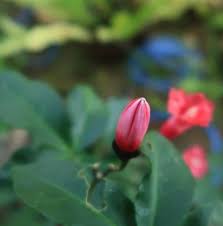 Manfaat bunga kencana ungu ada banyak manfaat. Ipomoea Horsfalliae Hook Tanaman Hias Merambat Berbunga Terompet Berwarna Ungu Yang Indah Planter And Forester