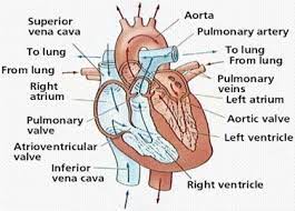 Http Pa Anatomy Wikispaces Com File View Circsyscomp 2 Gif 267154300 376x270 Circsyscomp 2 Gif Cardiovascular System Circulatory System Human Body Anatomy
