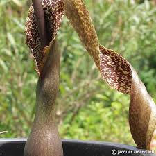 Image result for Sauromatum