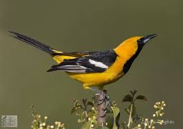 Hooded Oriole Icterus Cucullatus In 2020 Oriole Bird Birds Of America Bird Photo