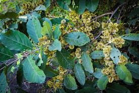 Image result for Combretum engleri