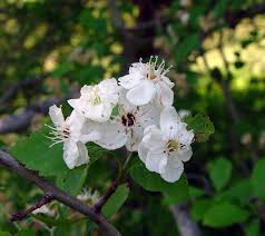 Image result for Garcinia punctata