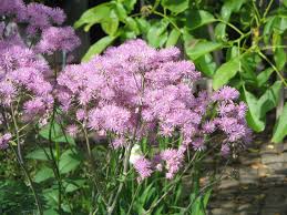 Image result for Thalictrum