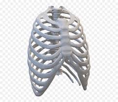 Rib Cage Ribs Human Body Parts Free Image On Pixabay Rib Png Rib Cage Png Free Transparent Png Images Pngaaa Com