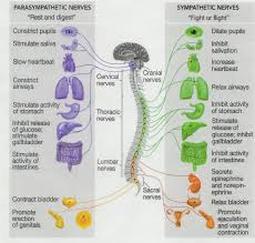 Parasympathetic Nerves Vs Sympathetic Nerves Chart