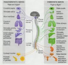 parasympathetic nerves vs sympathetic nerves chart