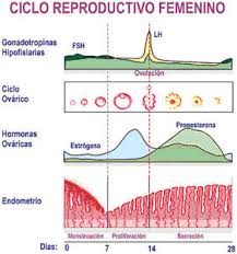 Trastornos Hormonales Menstruacion E Hiperestrogenia Progesterona Y Menopausia Fisioterapia Nutricion Podologia Actividad Fisica Y Deporte Salud Fisaude
