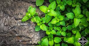 Contact your utility company and request someone to come out and mark your utilities. The Best Low Maintenance Ground Cover Plants To Liven Up Your Garden