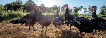 I want to present an honest picture of life on a small farm or homestead. Heritage Turkeys Edible Jersey