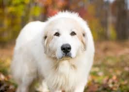 Maybe you would like to learn more about one of these? 31 Big Fluffy Dog Breeds To Hug World S Fluffiest Big Dogs