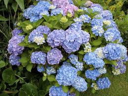 Ia pun mnjadi semakin bimbang. Bunga Hydrangea Tumbuhan Beracun Bahaya Jika Terkena Getahnya Mingguan Wanita