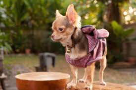 Despite the mental gymnastics people go through to avoid stating that they are, in fact, selling a pet on a craigslist, are these rehoming fees considered legal? Best Chihuahua Breeders 2021 10 Places To Find Chihuahua Puppies For Sale