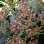 Image result for Kalanchoe velutina