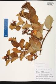Image result for Jasminum dichotomum