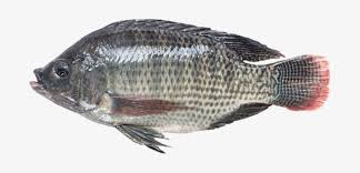 200 free underwater fish vectors pixabay. Tilapia Png Free Tilapia Png Transparent Images 37403 Pngio