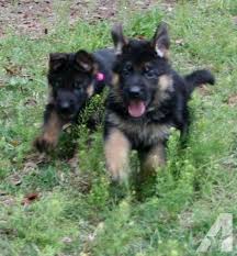 Favorite this post jul 20 mini goldendoodle. Akc German Shepherd Pups Imported Deep Red Black German Shepherd Puppies Akc German Shepherd German Shepherd