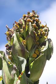 Image result for Cerastium afromontanum