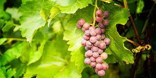 Don't know if the rain beats them off, or if the moisture promotes a fungus. Grape Care Instructions