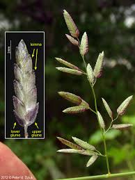 Image result for Eragrostis schweinfurthii