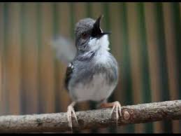 Sebenarnya banyak sekali cara membedakan burung murai jantan dan betina, baik itu dari fisik atau postur tubuh. 15 Cara Budidaya Burung Ciblek Kristal Dengan Mudah Arenahewan Com