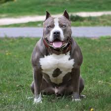 Bullyworldwide On Instagram Sincere Gio Fast Is Fine But Accuracy Is Everything Americanbully Bullybre American Bully Bully Breeds Animals