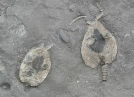 Image result for Cystostemon