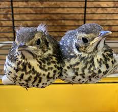 We did not find results for: Birds Bay Hopital Pour Animaux Sauvages Home Facebook