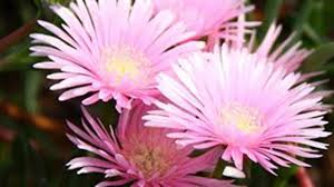 Check spelling or type a new query. What Are The Organs Of A Plant Bbc Bitesize