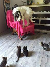 17 Dogs That Are Completely Terrified Of Totally Normal Things Kittens Funny Cute Animals Funny Animal Pictures