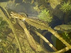 Image result for Ottelia kunenensis